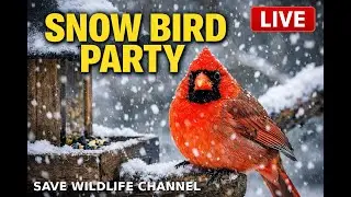 LIVE Snow Day Birdwatching #Live #NatureLive #RelaxingLive #SnowBirds #BirdsInSnow #snowfall