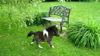 Or&eacute;o cheval miniature nain, Dwarf horse. Dr&ocirc;le de petit chien!! au ranch BBSM .
