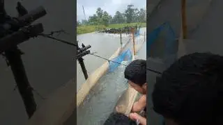 Amazing  Village fishing by traditional net trap #shorts