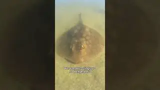 Что делает скатов такими опасными?