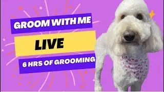 Live Dog grooming all day 2/6/23
