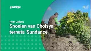 Snoeien van Choisya ternata (Sundance)