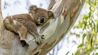 NSW government unveils plans for Great Koala National Park