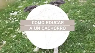 Cómo educar a tu cachorro a hacer sus necesidades en la calle