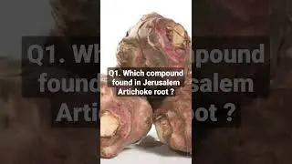 Horticulture Jerusalem Artichoke root #jrf horticulture #ICARNET