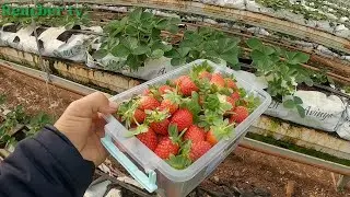 topraksız tarım  çilek yetiştiriciliği 60. gün  Alifakı köyü Tarsus Mersin