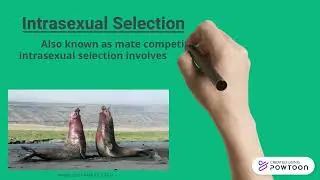 Intersexual vs Intrasexual