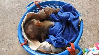 Ploy So Sad Sleeping In Basket