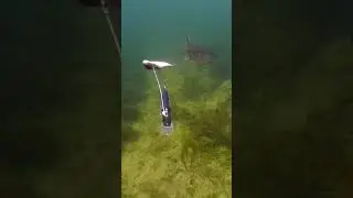My herring getting bites. #shorts #fishing #new #рыбалка