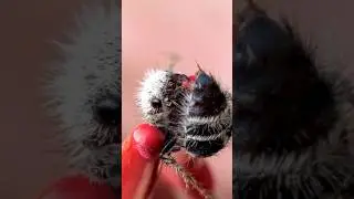 Укус муравья-панды!