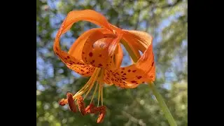 Language of the Land: Wildflowers, Wildlife and the Wild Within