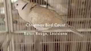 Audubon's Christmas Bird Count - Kids Who Bird