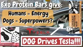 Dog Drives Tesla Model 3: Exo Protein Bar Skit - Dog Mode 2.0