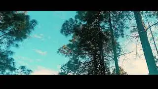 BURSHING❤️ forest🎶 cinematic🔅 shots 🍃