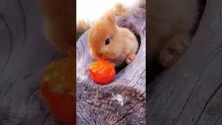 Rabbit cute #shorts #rabbit #rabbitcute