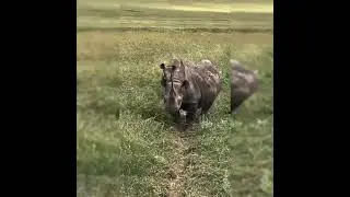 #wildlife #wildlifeforkids #kidsvideo #animals #natgeokids #wildanimals #youtubeshorts #viralvideo