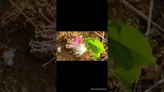 Ceylon caper flower. #ceylon #caper #flower #shorts