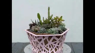 Succulent arrangement in RM2.10 pot