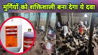Day25,Murgi ko saktisali bana dega yeah Medicine(Desi Murgi Palan)|Day-63|