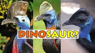 CASSOWARY | FARM VISIT @ ALAMEDA FARM PART1 | TENOI BACKYARD FARM
