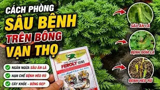cách xịt sâu hiệu quả không lo bị cháy lá, có nên xài thuốc nhũ dầu , huỳnh cập nhật 