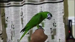 My Hand Tamed Hans Macaw