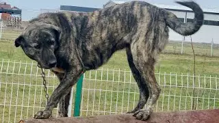Mokra the Illyrian Molos female! One of the best!