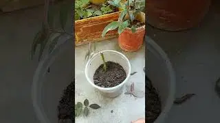 Remove rose sucker and grow sucker graft @Dr.durgesh1312