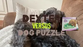 Dexter versus dog puzzle
