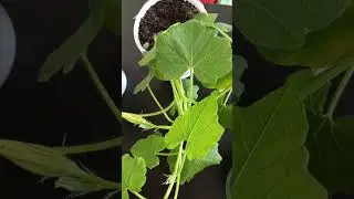 КАК вырастить  с самого начала?? А Вы пробовали?? #trees #garden #kazakhstannature