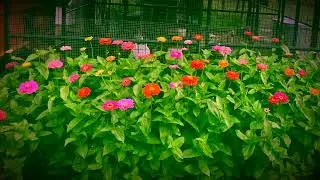 Zinnias: Pollinator power house, easy to grow from seed!