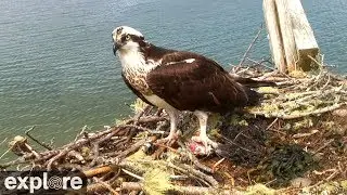 Audubon Osprey Nest powered by EXPLORE.org