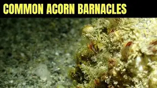 Обыкновенные Желудевые Ракушки | Морская Дикая Природа Моря Салиш
