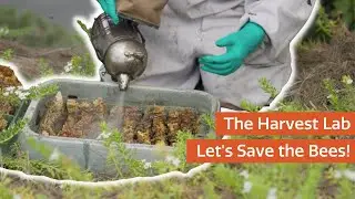 Come Save the Bees with us!  🐝