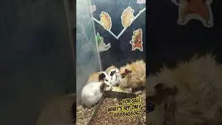💢😍Abyssinian guinea pig for sale in Tamil Nadu India #sale #karthik_brothers_media