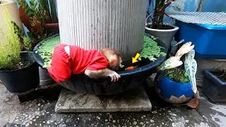 Baby Monkey Milo&rsquo;s Priceless Reaction to Seeing Goldfish Swim