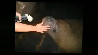 Florida Manatee