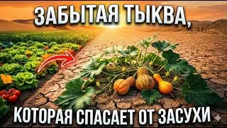 Древняя тыква переживает адскую жару и засуху, но современные огороды упорно её игнорируют