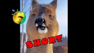 SHORT 🐶Animaux Droles et Rigolos episode 2 - 🐱Fun Animals