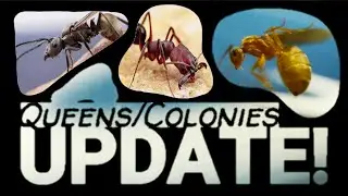 WINGED QUEEN | D colony