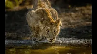 How lions drink water?