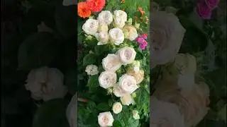 Beautiful white rose flowers garden