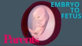 От эмбриона к плоду: 9&ndash;12 недель беременности | Родители