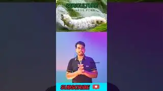 பட்டுப்புலு வளர்ப்பு | 🐛| how to start Sericulture farming  #Sericulture #பட்டுப்புலு #agriculture