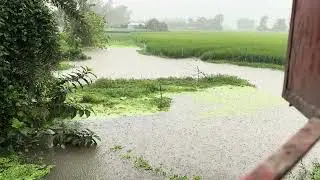 গ্রামের বৃষ্টির শব্দ | Rain in Village ASMR | Relaxing Nature Sound