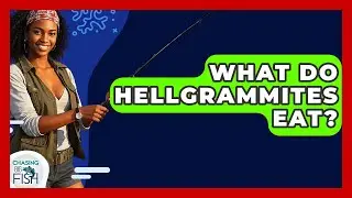What Do Hellgrammites Eat? - Chasing Big Fish