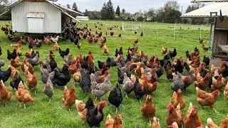 C&oacute;mo los granjeros estadounidenses cr&iacute;an millones de aves de corral en libertad   Cr&iacute;a de pollos