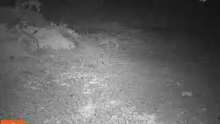 Coyote pups playing around