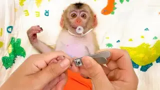 Monkey Puka sleeps well when Mom cuts his nails