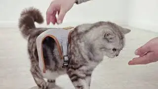 PIUPET Katzengeschirr 